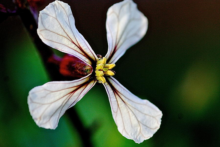 Arugula Flower Photograph by Catia Juliana