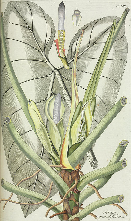 Arum (arum Grandiflorum) Photograph by Natural History Museum, London/science Photo Library