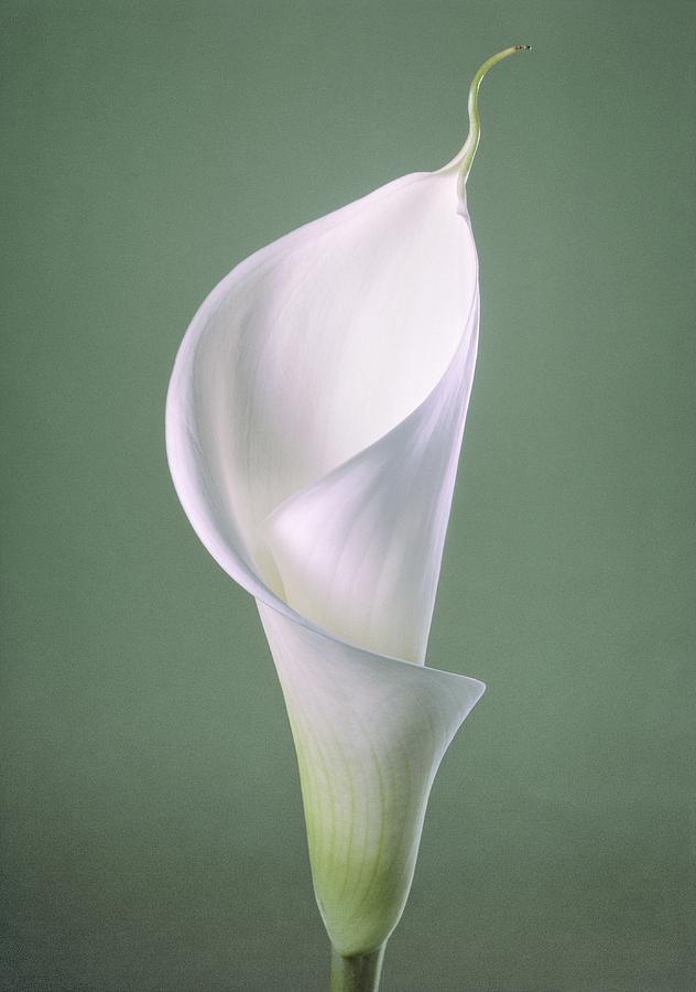 Arum Flower Photograph by Perennou Nuridsany