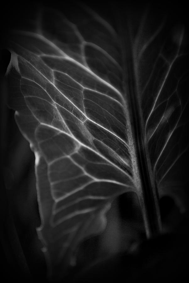 Arum italicum Photograph by Nathan Abbott