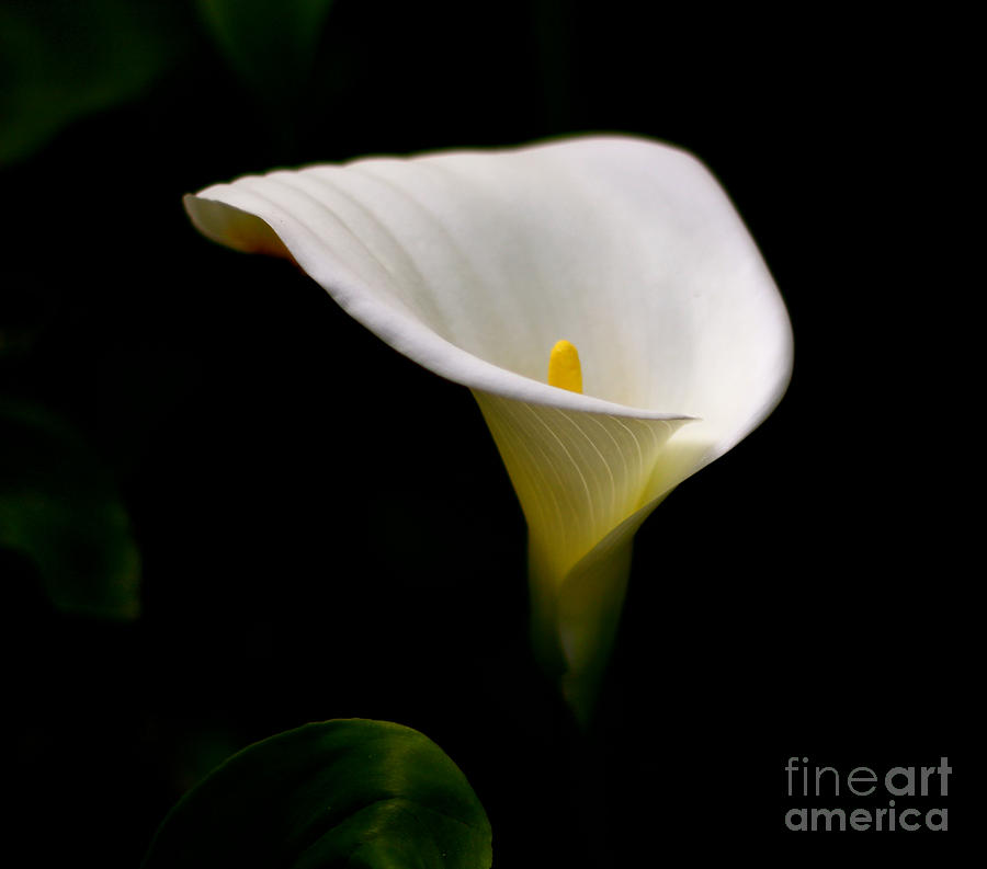 Arum Lily Photograph by Lezanne Gibbs