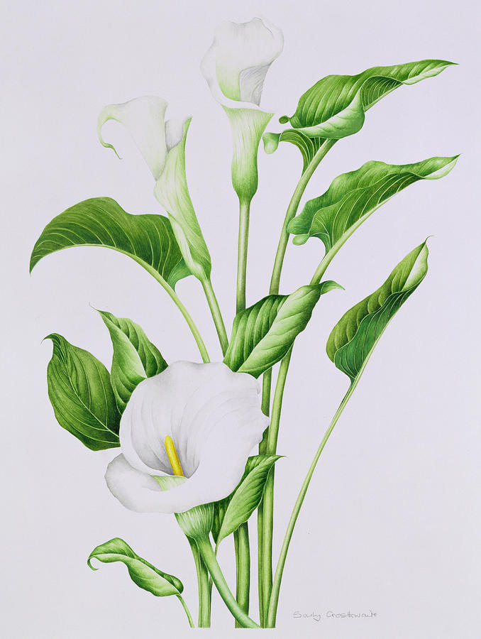 Arum Lily Painting by Sally Crosthwaite