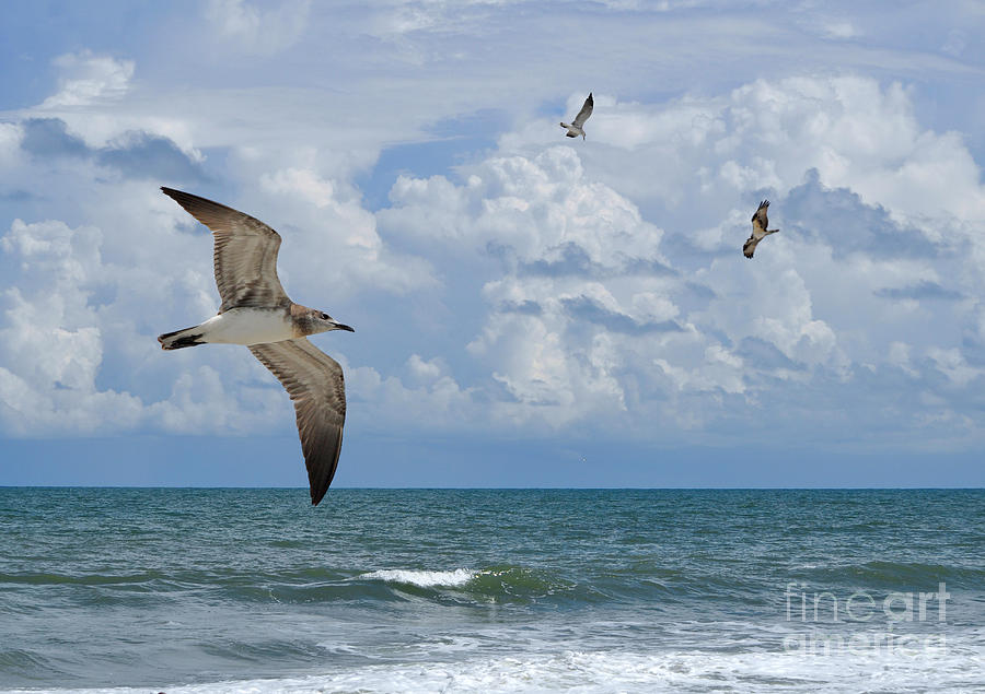 As Birds Fly Photograph by Kathy Baccari