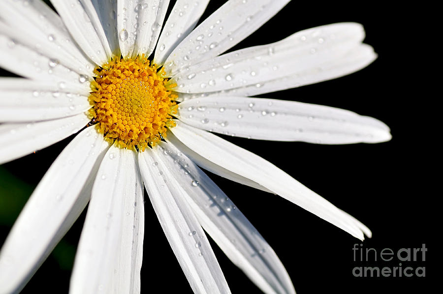 Daisy Photograph - As Bright as a Daisy... by Kaye Menner