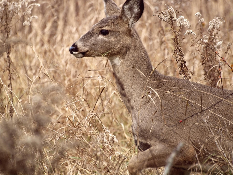 Deer Photograph - As Close As Possible by Thomas Young