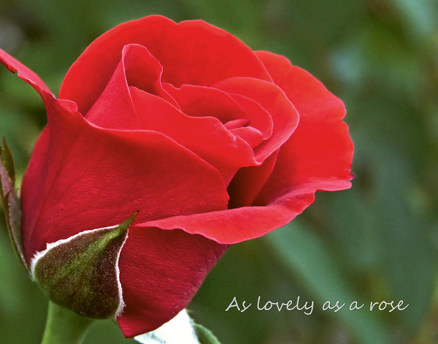 As Lovely as a Rose Photograph by Pete Trenholm