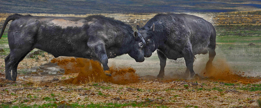Bull Photograph - As Real As It Gets by Amanda Smith