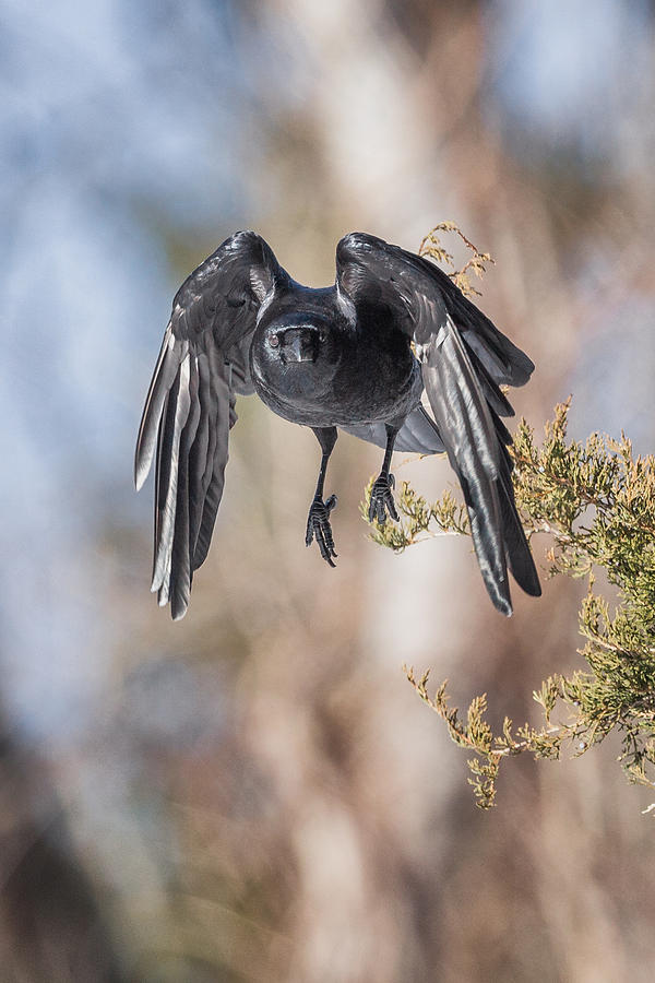 Crow Photograph - As The Crow Flies by Bill Wakeley