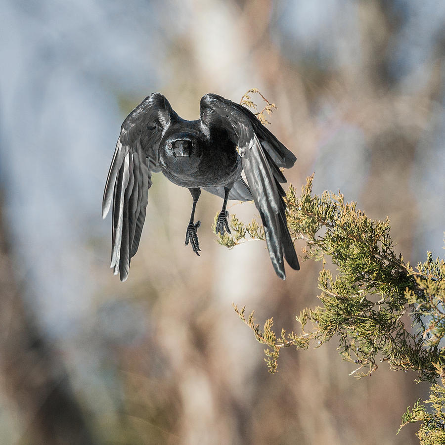 Crow Photograph - As The Crow Flies Square by Bill Wakeley