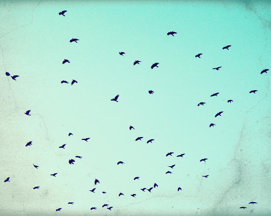 As the Crows Fly Photograph by Lupen Grainne