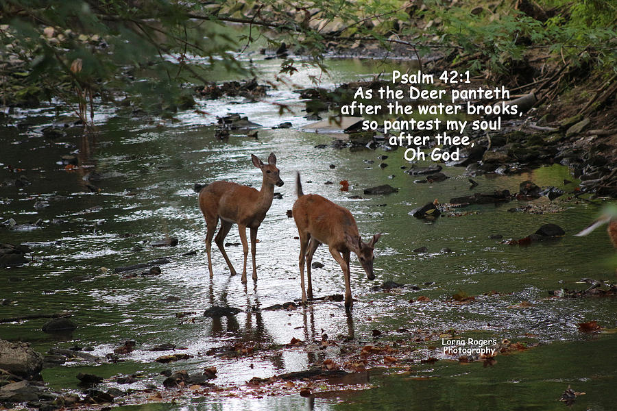 Deer Photograph - As the Deer Pants for Water by Lorna Rose Marie Mills DBA  Lorna Rogers Photography