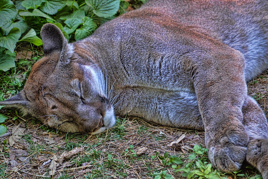 Panther Photograph - As the Lion Sleeps by Joe Bledsoe