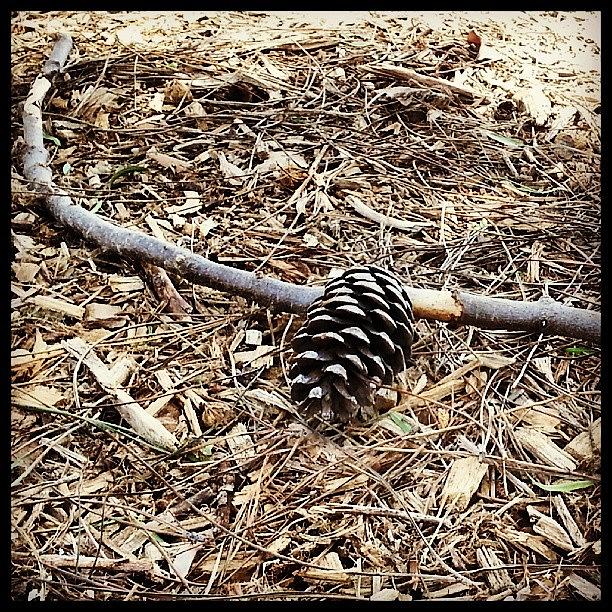 Fall Photograph - As The Pine Cone Falls So Is The by Kevin Previtali