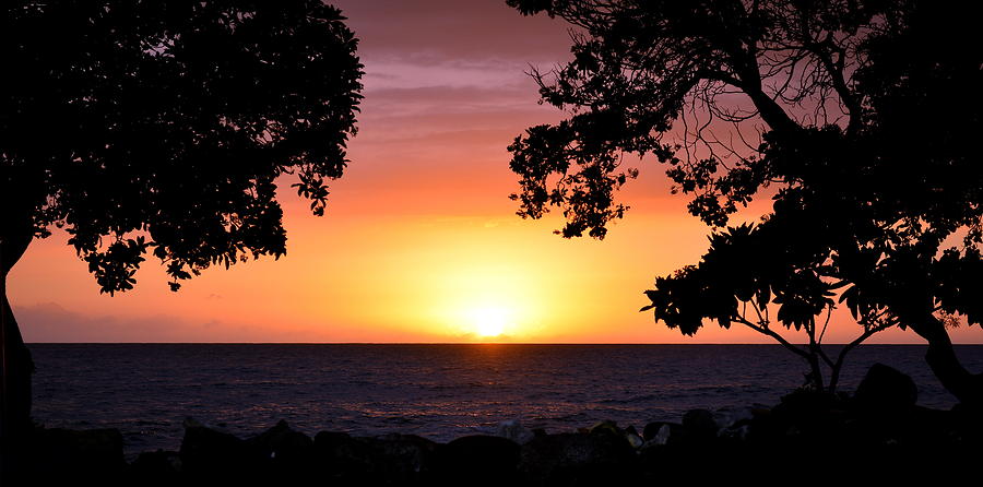 Tree Photograph - As The Sun Sets by Lori Seaman