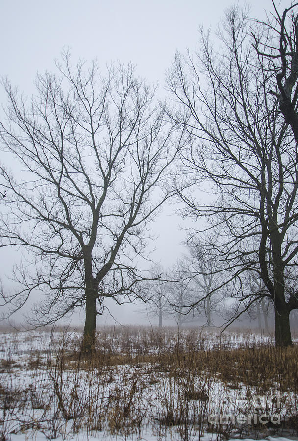 As Winter Fades Photograph by Deborah Smolinske