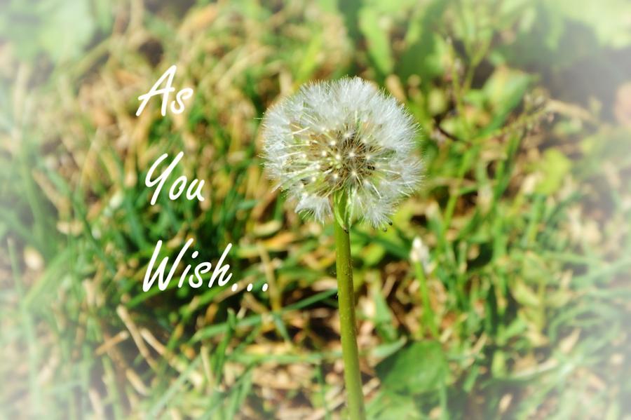 As You Wish... Photograph by Marilyn MacCrakin