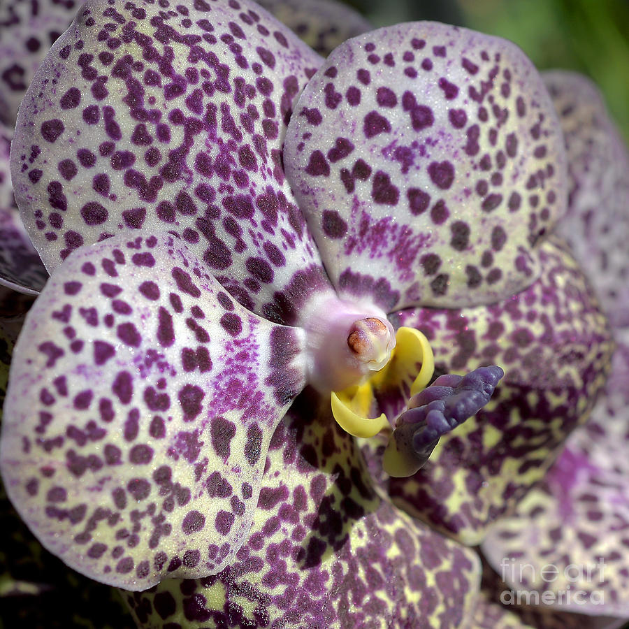 Orchid Photograph - ascda Kulwadee Fragrance Macro by Terri Winkler