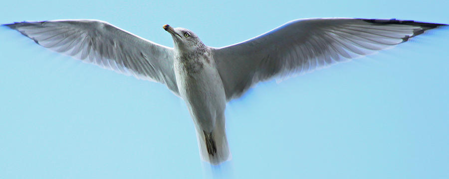 Seagull Photograph - Ascending Seagull by Aurelio Zucco