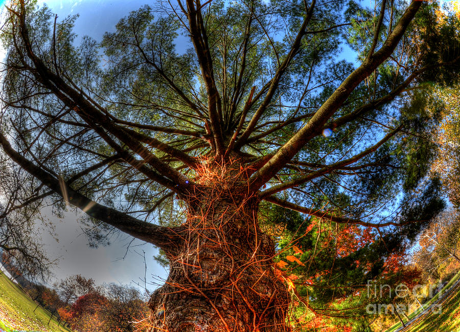 Philadelphia Photograph - Ascending the Tree by Mark Ayzenberg