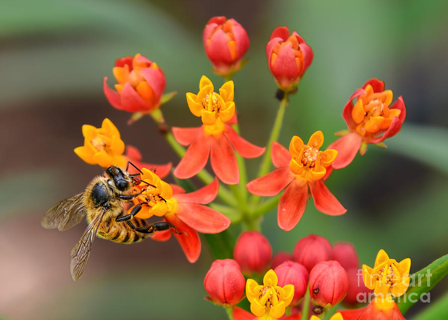 Nature Photograph - Asclepias Curassavica And Bee by Olga Hamilton