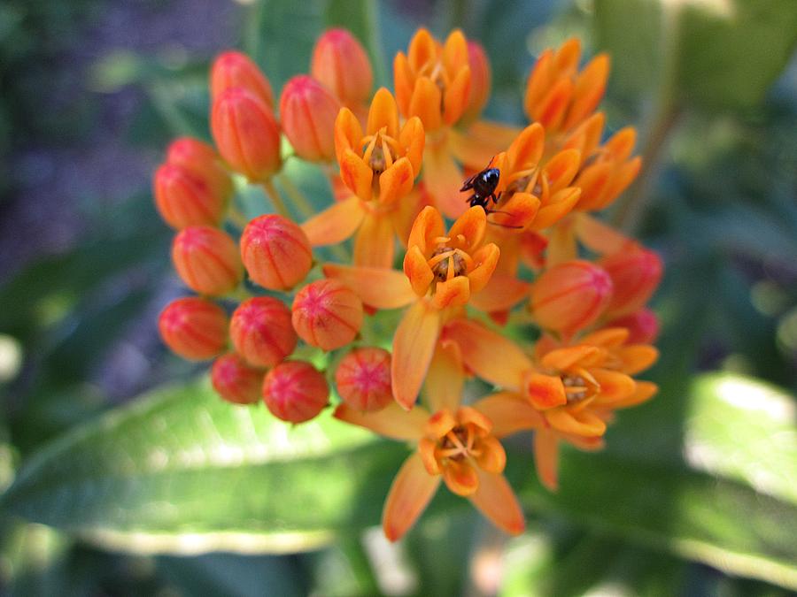 Asclepias with Ant Photograph by MTBobbins Photography