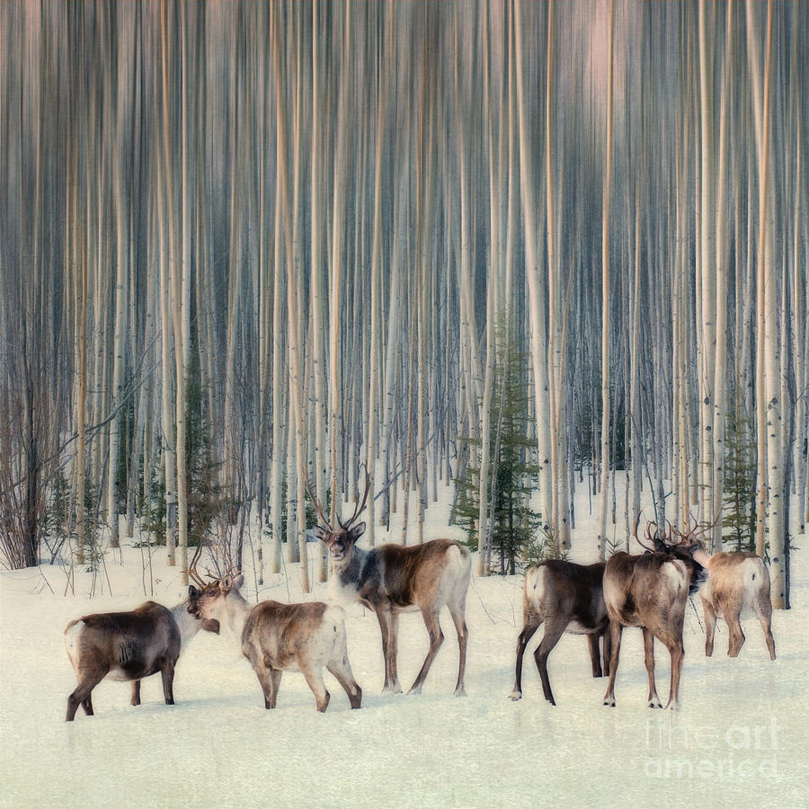 Wildlife Photograph - Caribou and trees by Priska Wettstein