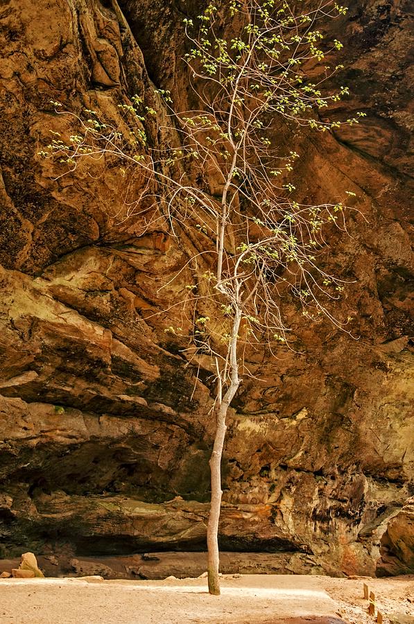 Ash Cave Tree Photograph