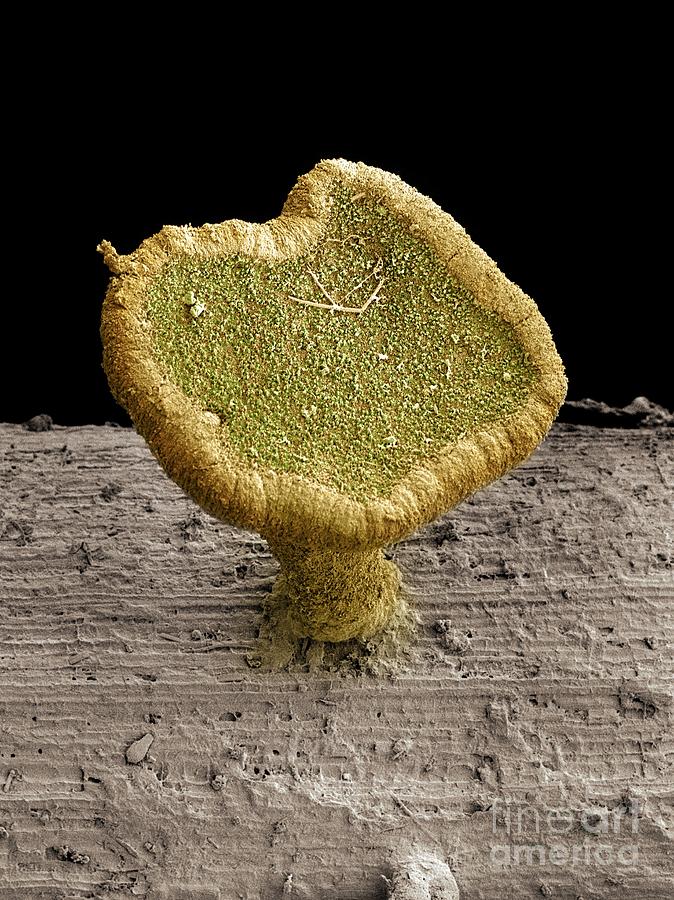 Ash Dieback Disease Fungus Sem Photograph By Courtesy Of Crown Copyright Fera Pixels 