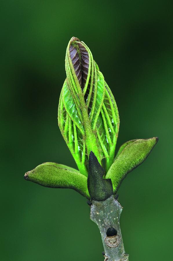 Ash Foliage Bud Photograph by Colin Varndell