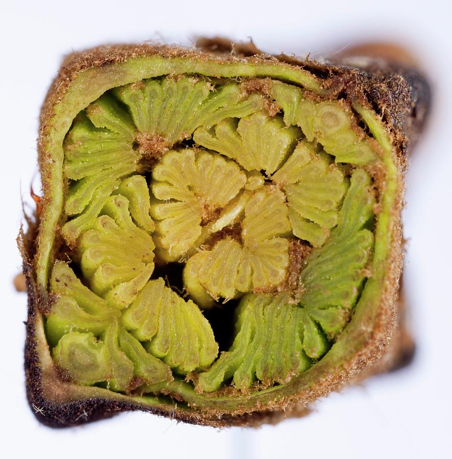 Ash (fraxinus Excelsior) Tree Leaf Bud Photograph by Pascal Goetgheluck/science Photo Library