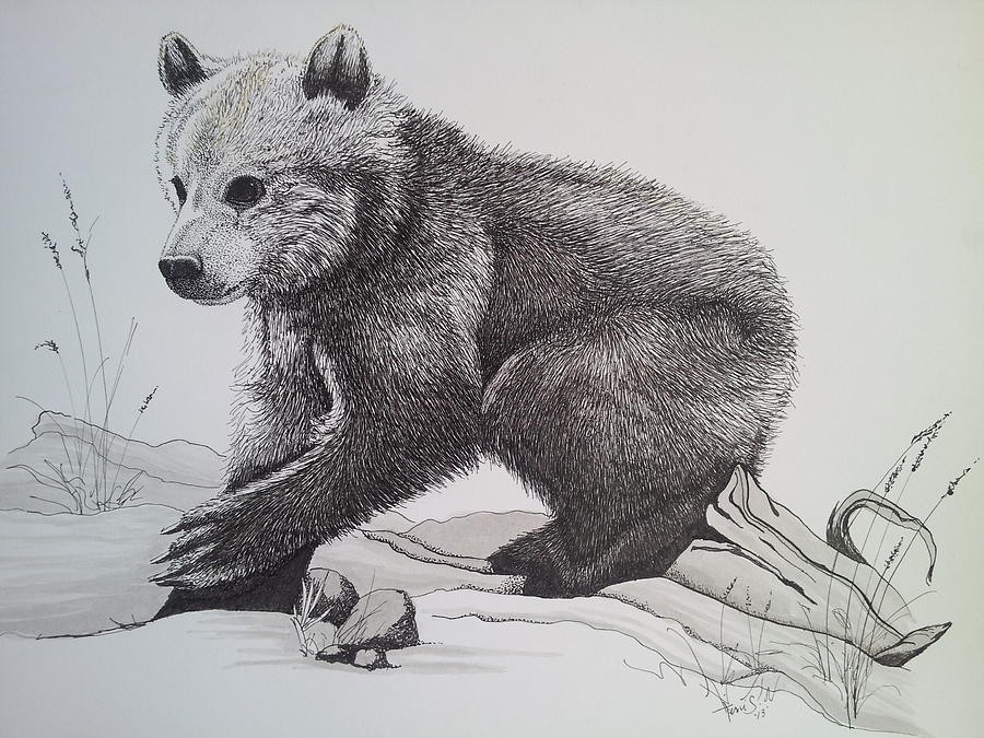 Wildlife Drawing - Ash by Theresa Scates Lariviere