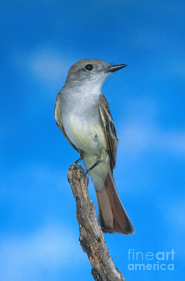 Ash-throated Flycatcher Photograph by Anthony Mercieca Ash-throated Flycatcher Photograph by Anthony Mercieca