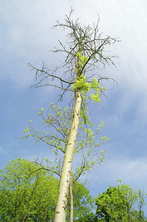 Ash Tree Affected By Ash Dieback Disease Photograph by Dr Jeremy Burgess/science Photo Library