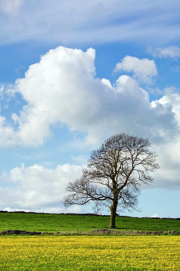 Ash Tree Photograph by Alex Hyde