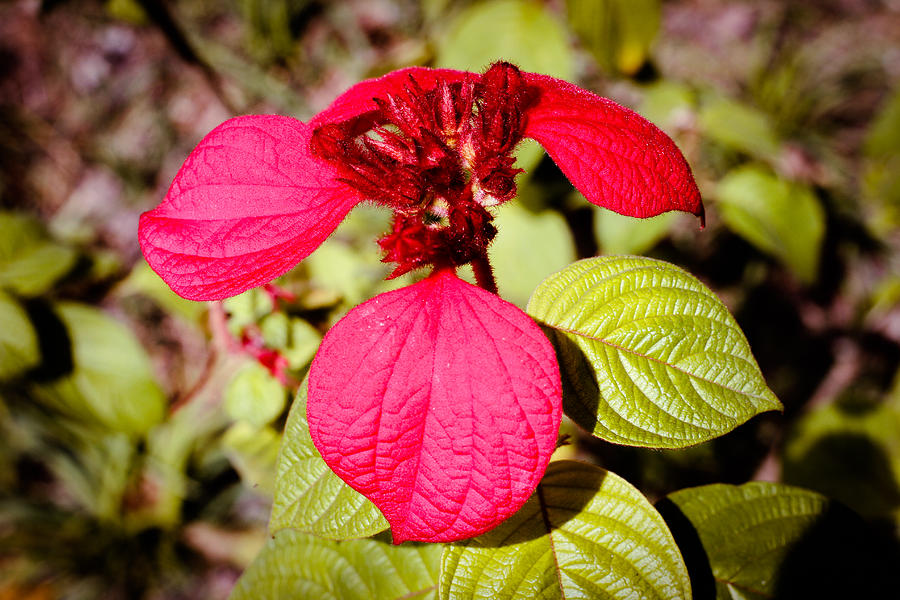 Mussaenda Erythrophylla Photograph - Ashanti Blood Singapore Flower by Donald Chen Mussaenda Erythrophylla Photograph - Ashanti Blood Singapore Flower by Donald Chen
