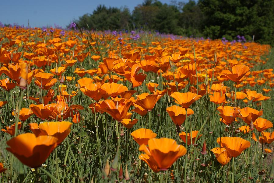 Asheville Poppies Photograph by Bill TALICH