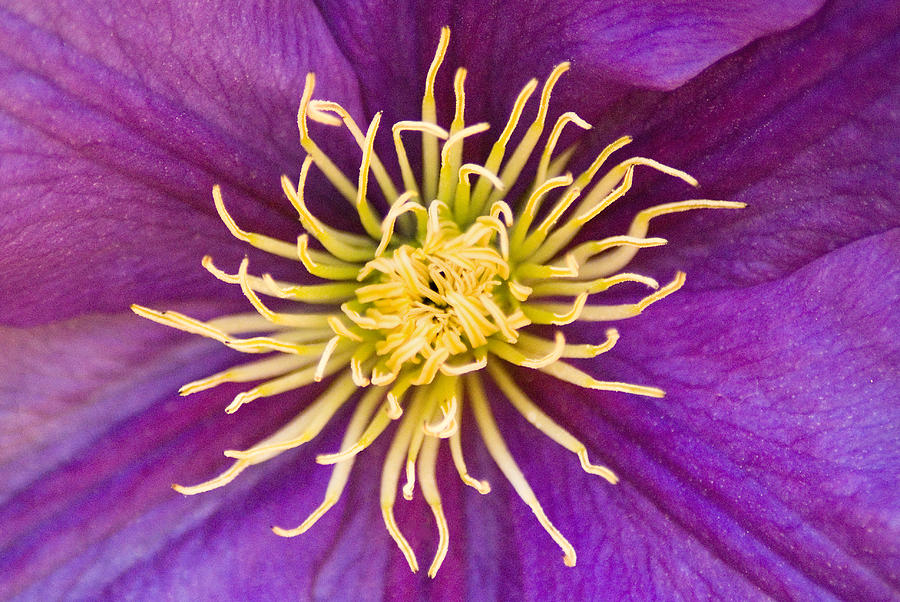 Asheville Purple Flower Photograph by Don Johnson
