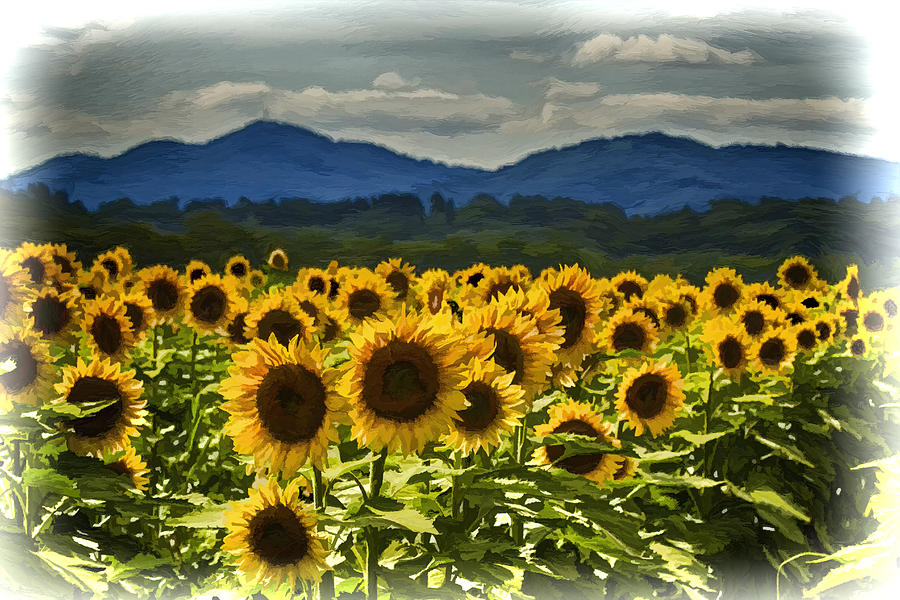 Flower Photograph - Asheville Sunflowers by John Haldane