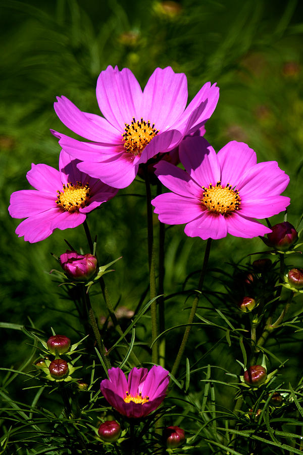 Asheville Wildflowers Photograph by David Beebe