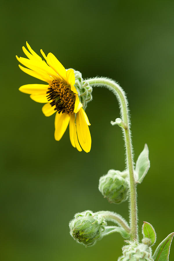 Ashy Sunflower  Photograph by Daniel Reed