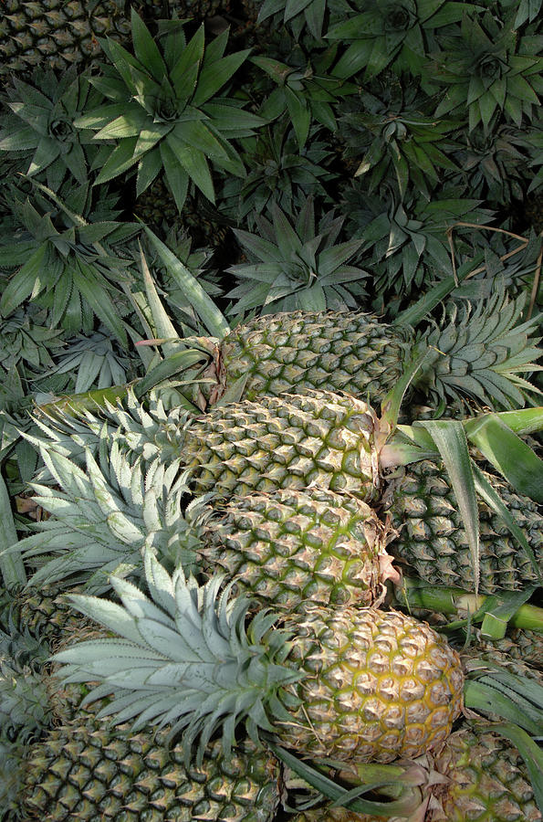 Boat Photograph - Asia, Vietnam Pineapples In The Hold by Kevin Oke