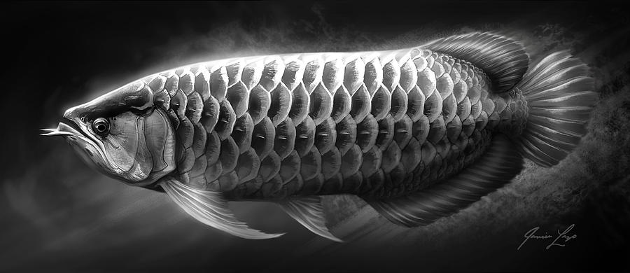 Asian Arowana Digital Art - Asian Arowana_01 by Javier Lazo