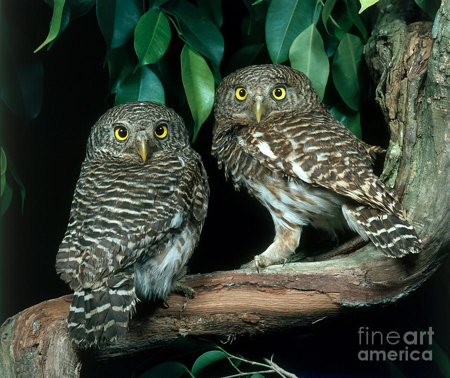 Owl Photograph - Asian Barred Owlets by Hans Reinhard
