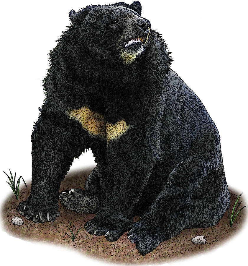Asian Black Bear, Illustration Photograph by Roger Hall