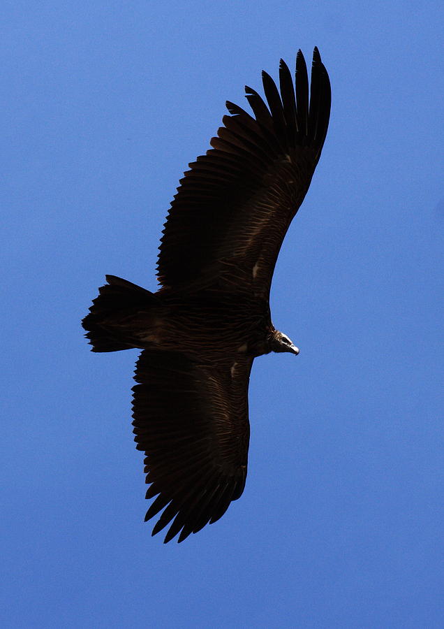 Asian Black Eagle - Nepal Photograph by Aidan Moran