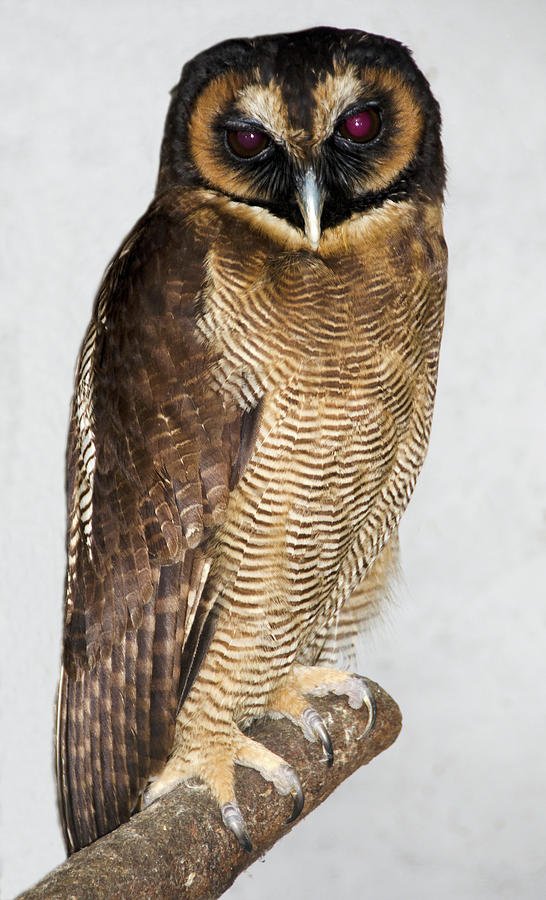 Asian Brown Wood Owl Photograph by Nigel Downer