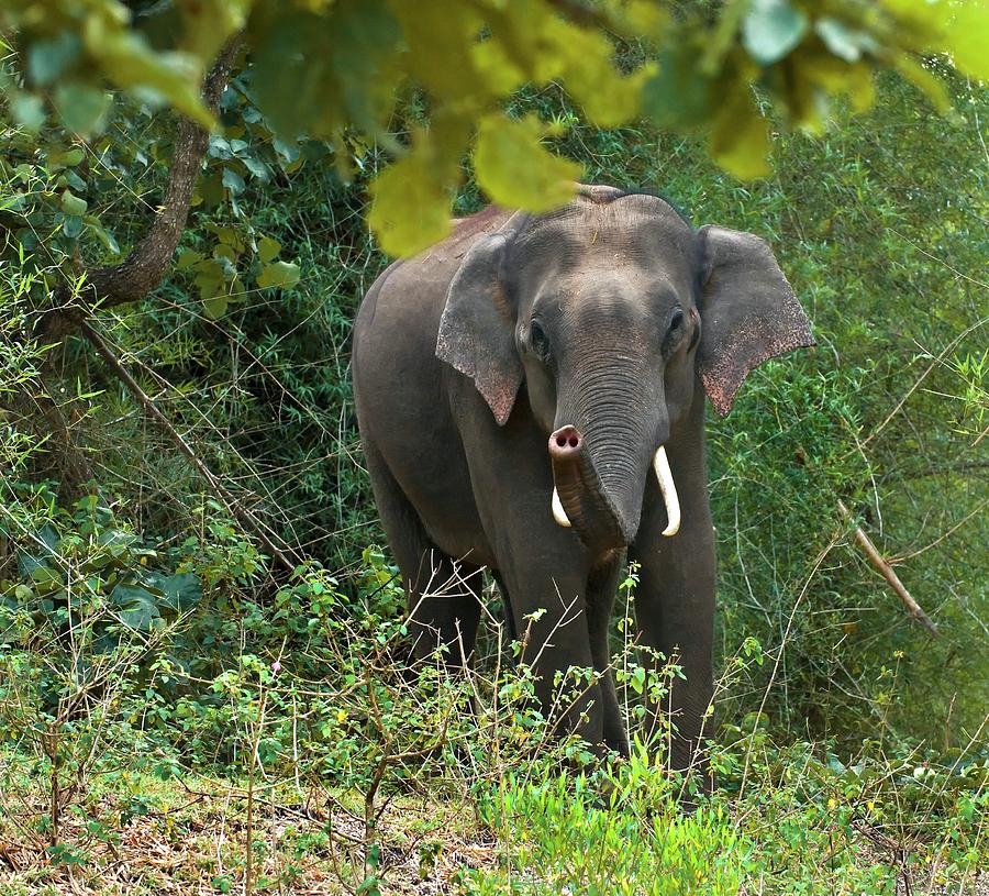 Asian Bull Elephant In Musth Photograph by K Jayaram | Fine Art America