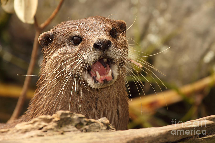Asian Clawless Otter Surprised Photograph by Max Allen