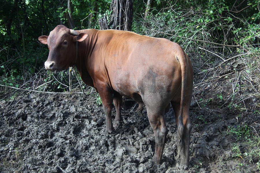 Asian cow. Photograph by Oscar Williams - Fine Art America