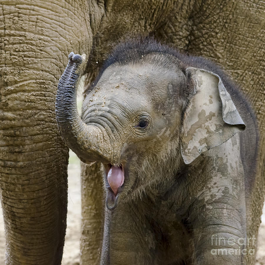 Elephant Photograph - Asian elephant baby by Steev Stamford